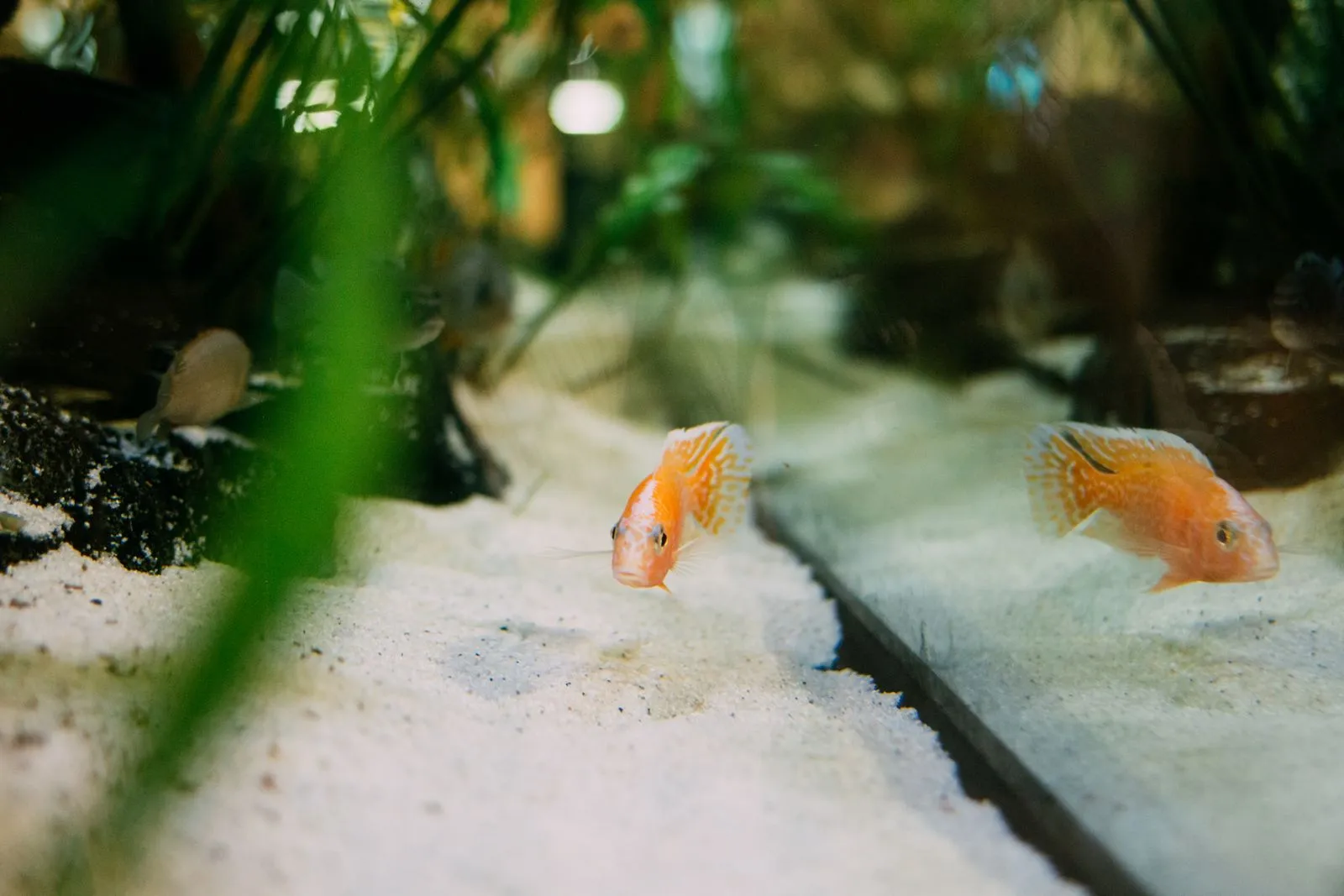 What Aquarium Water Tests Can Reveal